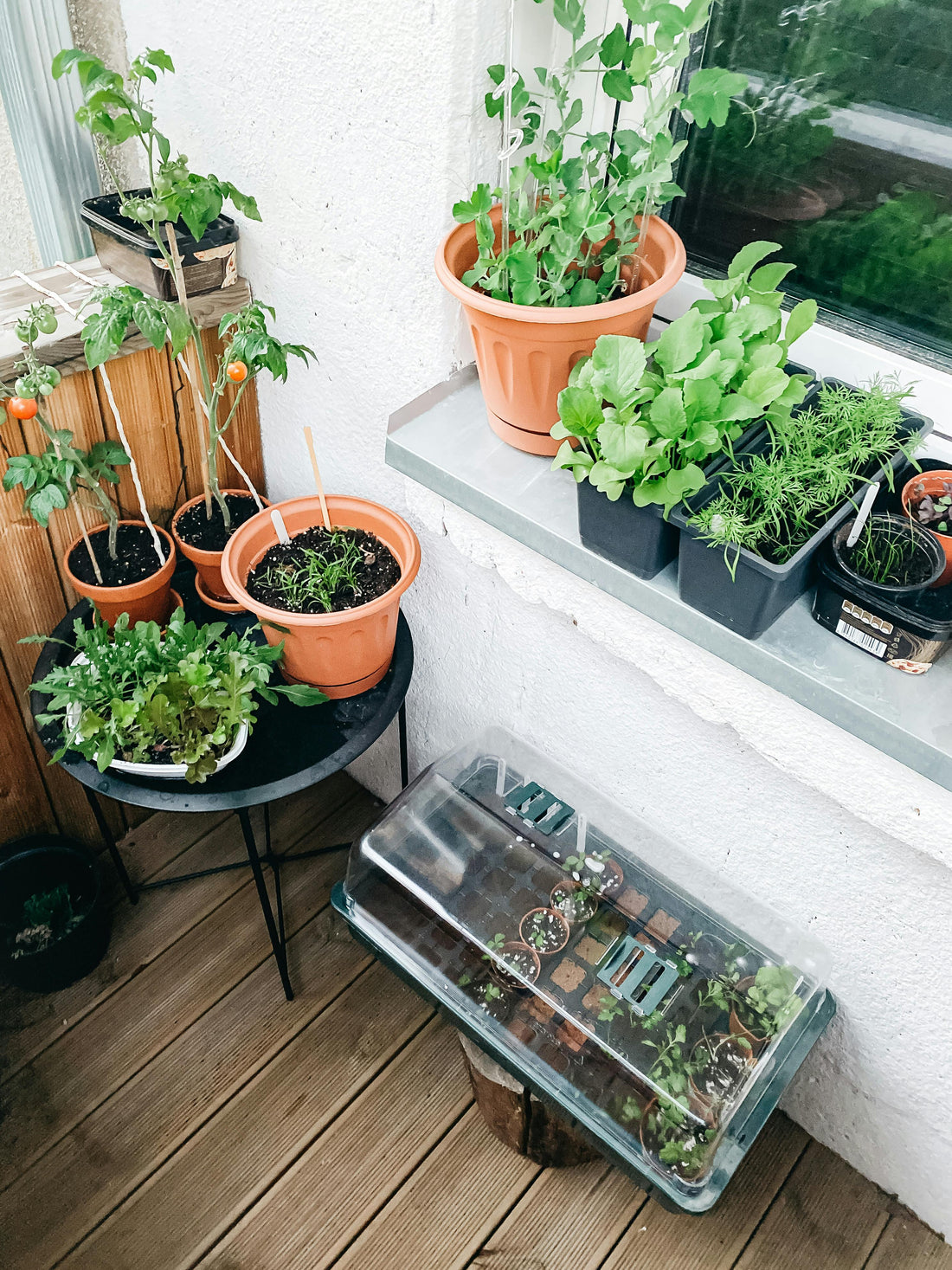 potager-balcon-terrasse-chignol-et-chignon