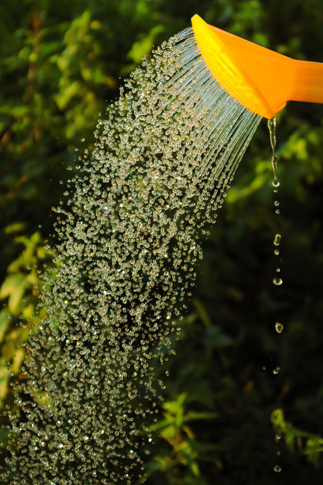 jardin-potager-canicule-chignole-et-chignon
